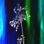 Schatten Schmucklilie 40x60